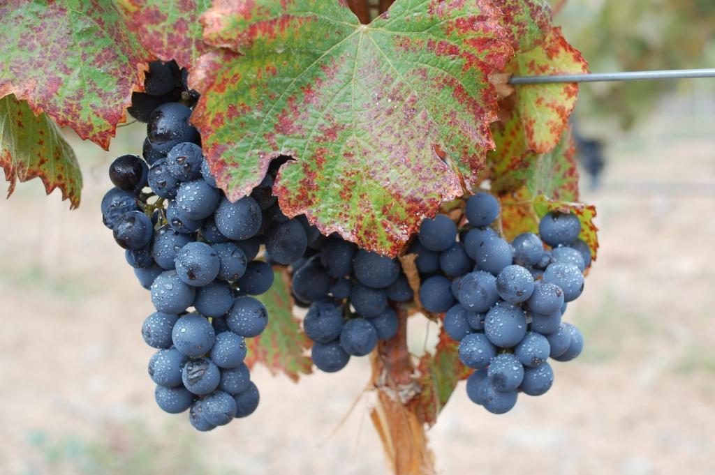 Miraluna Bodega Boutique Cachí Екстериор снимка